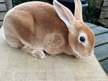 Orange hot sale mini rex