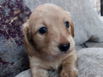 Blond dachshund for sale cheap