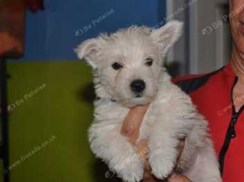 Westie Puppies in Cheltenham GL52 on Freeads Classifieds West