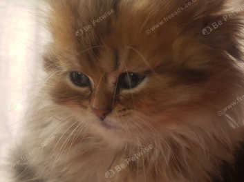 Golden chinchilla cat for 2024 sale