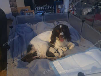 Sprocker Puppies For Sale in Jarrow on Freeads Classifieds