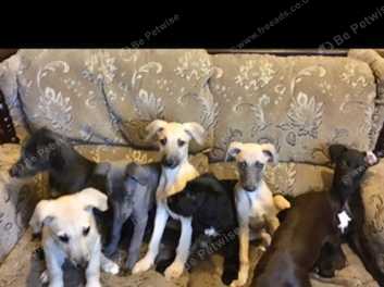 are lurchers easy to train