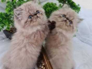 Flat face kittens for sale sales near me