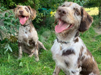 merle labradoodle puppy