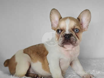 Chocolate Merle Fluffy Carrier Boy In Peterborough Pe6 On Freeads Classifieds French Bulldogs Classifieds