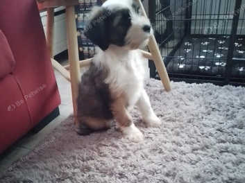 Matsang Tibetan Terriers Puppies For Sale in Thame OX9 on Freeads