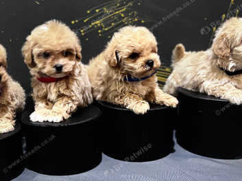 Maltipoo mini toy Ready to leave soon in Havering