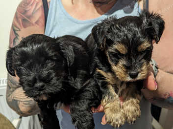 Biewer terrier hot sale rescue