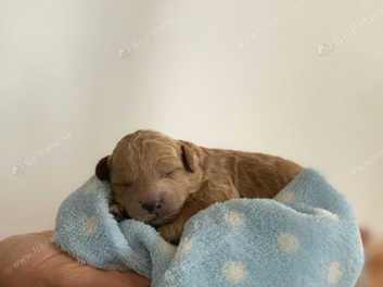 apricot miniature poodle puppy