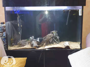 4ft Large Fish Tank With Complete Set Up And 5 Fish in