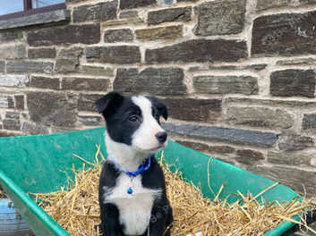 Mcnab border collie puppies best sale for sale