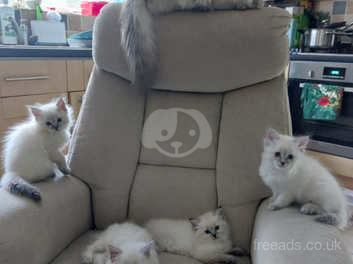 Neva masquerade sales kittens for sale