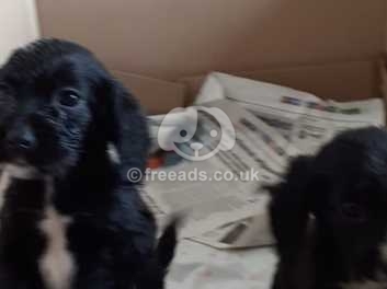 black cocker spaniel mix puppies