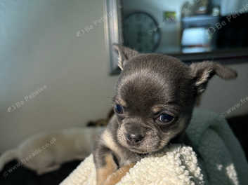 Pure sales chihuahua puppies