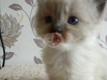 Gorgeous Ragdoll Kittens In Leeds Ls13 On Freeads Classifieds Ragdolls Classifieds