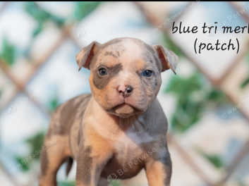 Micro store pitbull puppies