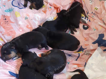 Newborn best sale rottweiler puppies