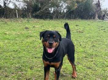 Rottweiler puppies for sale best sale inland empire