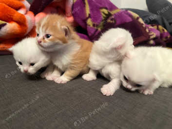 Turkish angora kittens for sale best sale near me