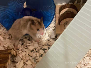 Siberian hamster for sales sale