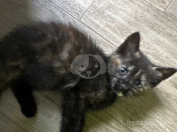 Fluffy tortoiseshell sales kitten for sale