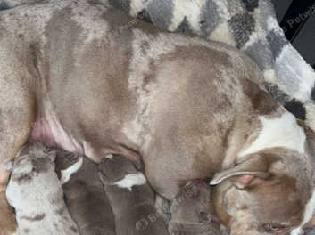 Pocket bully pitbull puppies best sale for sale