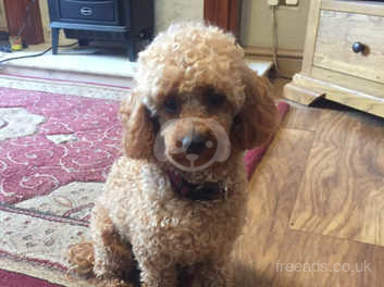 red apricot toy poodle