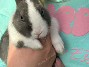 Dutch rabbits for sales sale