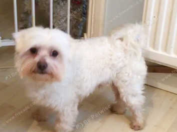 maltese kennel club