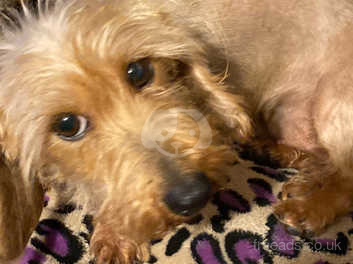 Wheaton wire haired sales dachshund