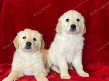 Show quality best sale golden retriever puppy