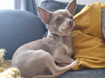 Kc Chihuahua Stud Lilac \u0026 Tan in Dudley 