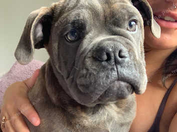 Brindle olde english bulldog 2024 puppies