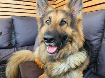 Long haired hotsell german shepherd stud