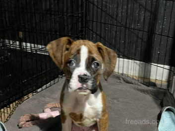 Boxer puppies for sale near sale me