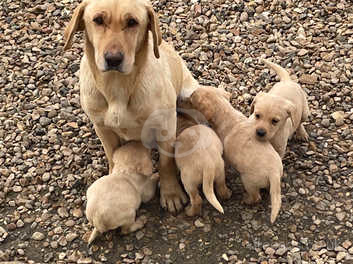 Champ sales dogs labrador