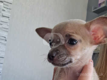 Chihuahua puppies for sale in best sale my area