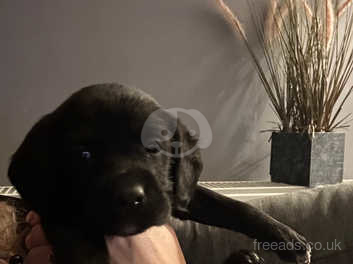 Cockapoo cross hot sale labrador puppies