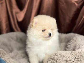 Teacup pomeranian sales puppies for sale