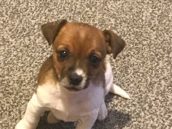 7 week old jack best sale russell puppies