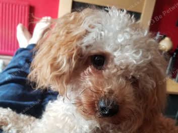 Minature Poodle In Dereham On Freeads Classifieds - Poodles Classifieds