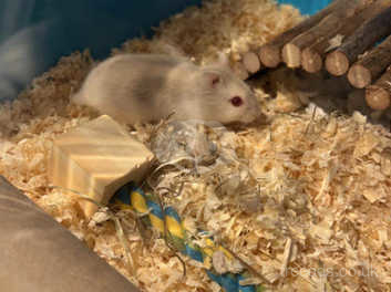 Rehome hamster hot sale