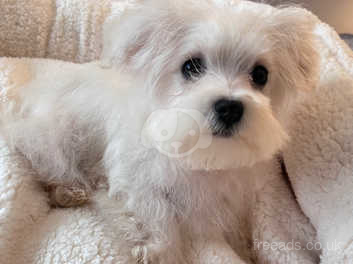 Kc registered maltese clearance puppies for sale