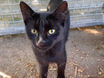 Black bombay best sale kittens for sale