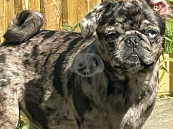 Merle pug sale stud