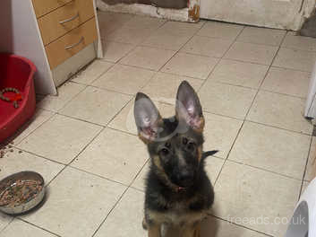 14 week old cheap german shepherd