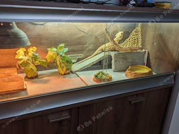 Bearded dragon viv clearance accessories