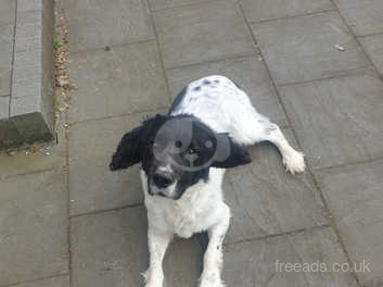 Free to good cheap home springer spaniel