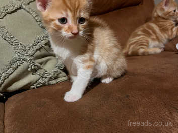 Orange discount tiger kitten