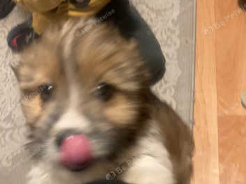 Shih tzu border collie mix sale for sale